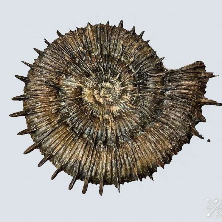 Stacheliger Ammonit Fossiler Ammonit mit dunkelbrauner, spiralförmiger Schale, ausgeprägten Rippen und markanten Randstacheln vor hellem Hintergrund.